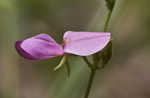 Downy milkpea